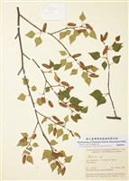 藏品(灰樺)的圖片